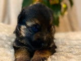 Trois chiots Bergers Allemands LOF noir et fauve à réserver