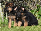 5 chiots Bergers Allemand noir et fauve LOF &agrave; r&eacute;server