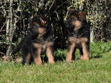 5 chiots Bergers Allemand noir et fauve LOF &agrave; r&eacute;server