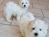 Trois chiots Bichons Frisés LOF à vendre