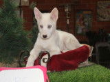 5 chiots Huskies LOF à vendre