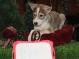 5 chiots Huskies LOF à vendre