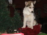 5 chiots Huskies LOF à vendre