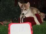 5 chiots Huskies LOF à vendre