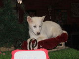 5 chiots Huskies LOF à vendre