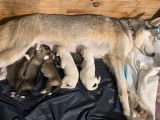 5 chiots Huskies LOF à vendre