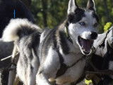 5 chiots Huskies LOF à vendre