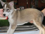 5 chiots Huskies LOF à vendre