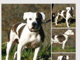 Hope, femelle croisée Dogue Argentin à adopter