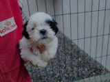Des chiots Shih Tzu à vendre