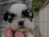 Des chiots Shih Tzu à vendre