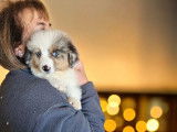 Chiot mâle Berger Américain Miniature bleu merle disponible à la vente