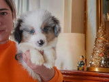 Chiot mâle Berger Américain Miniature bleu merle disponible à la vente