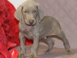 4 chiots Braques de Weimars LOF à vendre