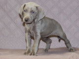 4 chiots Braques de Weimars LOF à vendre