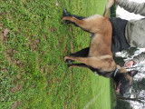 Propose Berger Belge Malinois pour saillie