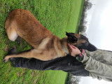 Propose Berger Belge Malinois pour saillie