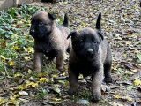Trois chiots Bergers Belges Malinois bringés à réserver (LOF)