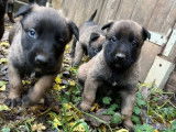Trois chiots Bergers Belges Malinois bringés à réserver (LOF)