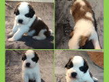 7 chiots Saint-bernard LOF disponibles à la vente