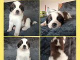 7 chiots Saint-bernard LOF disponibles à la vente