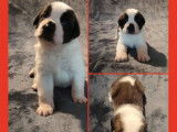 7 chiots Saint-bernard LOF disponibles à la vente