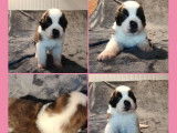 7 chiots Saint-bernard LOF disponibles à la vente