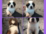 7 chiots Saint-bernard LOF disponibles à la vente