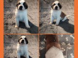 7 chiots Saint-bernard LOF disponibles à la vente
