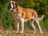 7 chiots Saint-bernard LOF disponibles à la vente