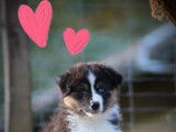 Un chiot femelle Berger Australien LOF tricolore à acheter