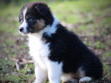 Un chiot femelle Berger Australien LOF tricolore à acheter