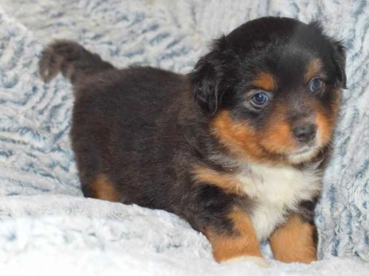 Des chiots Bergers Américains Miniatures LOF disponibles à la vente