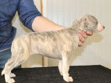 8 chiots Whippets LOF à vendre