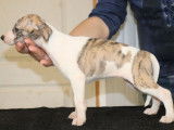 8 chiots Whippets LOF à vendre