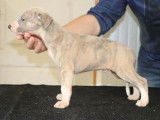 8 chiots Whippets LOF à vendre