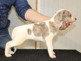 8 chiots Whippets LOF à vendre