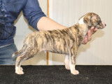 8 chiots Whippets LOF à vendre