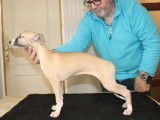 8 chiots Whippets LOF à vendre