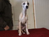 8 chiots Whippets LOF à vendre