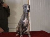 8 chiots Whippets LOF à vendre