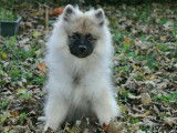 Un chiot femelle Spitz Loup disponible à la vente (LOF)