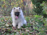 Un chiot femelle Spitz Loup disponible à la vente (LOF)