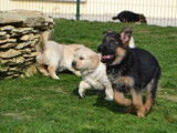 5 chiots Bergers Allemands LOF à la réservation