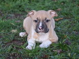 4 chiots mâles Amstaff fauve panaché de blanc LOF à vendre