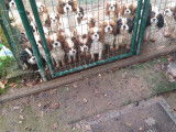 5 chiots Cavalier King Charles à réserver