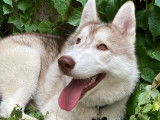 Mâle Husky Sibérien LOF disponible pour saillie