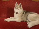 Mâle Husky Sibérien LOF disponible pour saillie