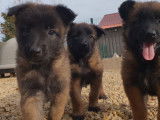 À vendre : 6 chiots femelles Bergers Belges Tervuerens LOF, de septembre 2023