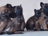 À vendre : 6 chiots femelles Bergers Belges Tervuerens LOF, de septembre 2023